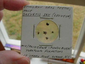 (S1367-O) Micro Fossil Stingray Sting Ray oral teeth male Dasyatis Aurora US - Picture 1 of 1
