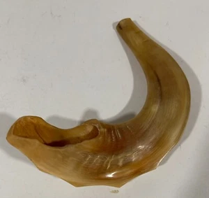 8" Kosher Jewish SHOFAR, Ram Horn Rosh Hashanah Yom Kippur Synagogue, Judaica - Picture 1 of 2