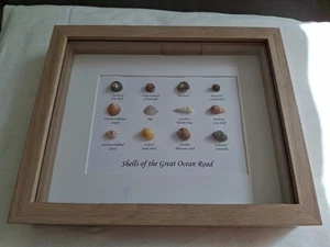 Sea Shells From Great Ocean Road set in quality Shadow Box Frame - Picture 1 of 7
