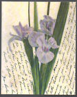 Iris the Perfume of the Flowers, paperback book, by Benedetta Alphandery