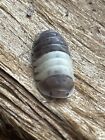 Cubaris Panda King Isopods 20 Count Live Roly Poly  “I Ship Out Tuesdays”
