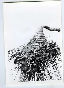 PHOTO photographie vintage scientifique, plante botanique science herbier - Picture 1 of 1
