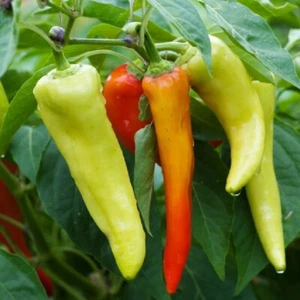 Sweet Banana Pepper 20 - 400 Seeds Heirloom mild great flavor pickled & salads! - Picture 1 of 2
