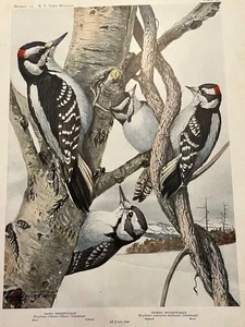 Birds of NY Hairy Downy Woodpecker Color Art Plate Print Louis Agassiz Fuertes - Picture 1 of 2