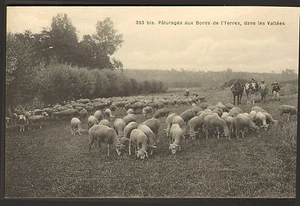 91 ENVIRONS DE BRUNOY ?? CARTE POSTALE YERRES PATURAGES MOUTONS CHEVAUX 1913 - Picture 1 of 1