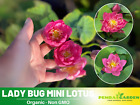 5 Rare Seeds| Lady Bug Mini Lotus Seeds - Indian Lotus (Nelumbo nucifera) Seeds