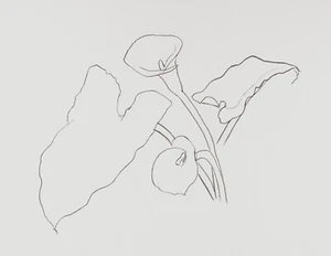 Ellsworth Kelly: Calla Lily I 22x30 Archival Quality Fine Art Print - Picture 1 of 1