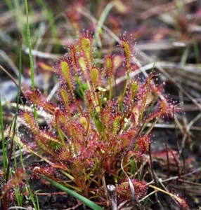 Drosera Intermedia - 20 Seeds - Temperate Sundew Carnivorous Plant - Picture 1 of 1