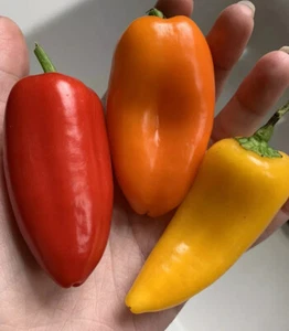 50 Lunchbox Sweet Snacking Pepper seeds Red Orange Yellow Organic Non-GMO heirlo - Picture 1 of 4
