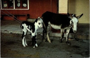 Postcard The Colorado River Scenes Oatman Arizona AZ Mama and Baby Burro - Picture 1 of 2