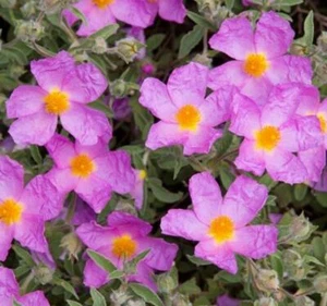 Cistus Pink Purpureus 'Rock Rose' Perennial XXL Supersize Plug Plants Pack x3 - Picture 1 of 2