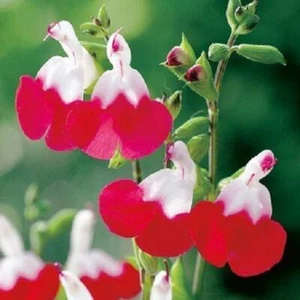 'Hot Lips' Perenne Jardín XXL Paquete de Plantas de Gran Tamaño Salvia x3 - Imagen 1 de 1