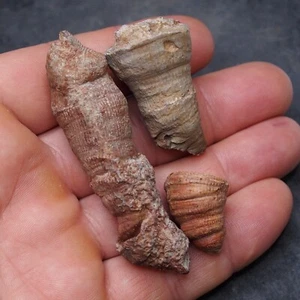 3 piezas 72gr. Fósiles Cuerno Rugoso Coral Extinto Coral Solitario Devónico 21 - Imagen 1 de 5
