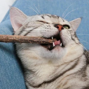 Cat Nip Sticks Dried Wood Polygonum Dental Chew Toy Teeth - Cleaning 10pcs Q6M6 - Picture 1 of 11