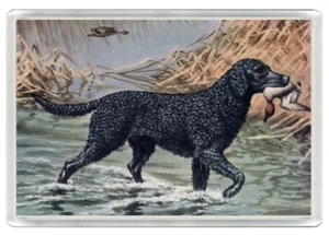 CURLY COATED RETRIEVER DOG ART ACRYLIC NOVELTY FRIDGE MAGNET GREAT GIFT - Picture 1 of 1