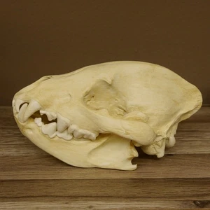 Hyena Skull Spotted Hyena 3D Print Replica Predator Hyena Skull Trophy - Picture 1 of 10