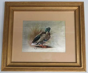 Vintage Basil Ede Foil Print, Framed - Mallard Drake Preening - Duck Art Print - Picture 1 of 12