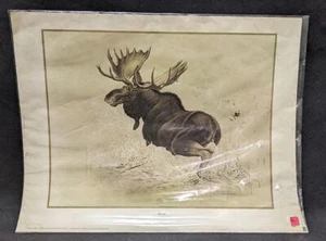 1969 Canadian Wildlife Reproductions Lithograph - M.G. Loates - Moose - 23"x18" - Picture 1 of 5