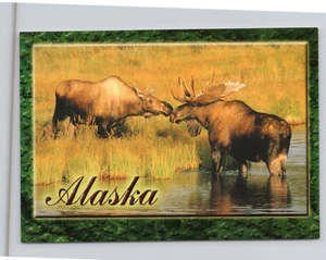 Bull and Cow Moose Share a Kiss Alaska AK Postcard - Picture 1 of 2