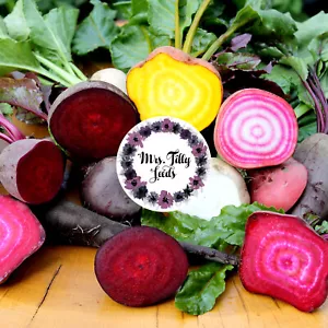 BUNTE RÜBEN 100 Samen Rote Beete Beta Vulgaris Rüben Gemüsesamen Sämerei RANDEN - Bild 1 von 3