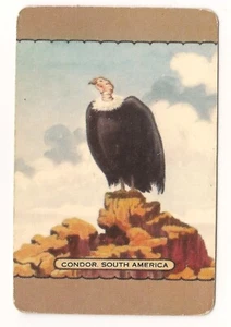 VINTAGE COLES SWAP CARD NAMED BIRD CONDOR SOUTH AMERICA - Picture 1 of 1