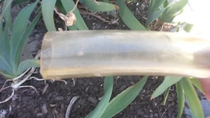 20 FT.  CLEAR VINYL PVC TUBING LARGE 1-1/2 - Picture 1 of 2
