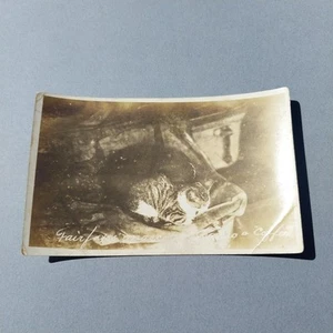 Cat Riding On Train Case Travel Fairfaxes' Mascot Cacao ? & Coffee RPPC Postcard - Picture 1 of 4