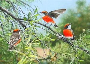 QPuzzles 500XL Piece Jigsaw Puzzle - The Tri-Coloured Trio Crimson Chats - Picture 1 of 1