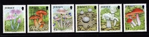 Jersey Funghi Mushroom Pilzen Rif 21 - Picture 1 of 1