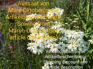 Strauß Margerite, Wucherblume, Tanacetum corymbosum, daisy, 400 seeds, samen - Bild 1 von 10