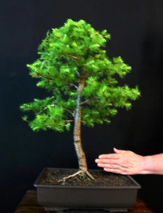BONSAI EUROPEAN LARCH LARIX DECIDUA OUTDOOR - Picture 1 of 9