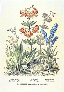 BOTANIQUE, HERBIER - MUGUET, LIS MARTAGON, JACINTHE des BOIS - GRAVURE du 19e - Picture 1 of 3