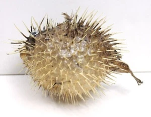 Stachelschwein Kugelfisch Blasfisch 6-8" sonnengetrocknet sehr scharfe Stacheln Vintage Fisch🐟 - Bild 1 von 1