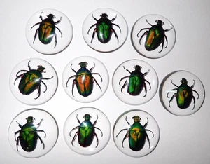 Insect Cabochon Green Rose Chafer Beetle 35 mm Round Clear 50 pieces Lot - Picture 1 of 18