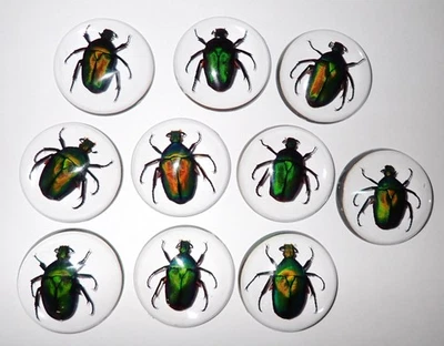 Insect Cabochon Green Rose Chafer Beetle 35 mm Round Clear 50 pieces Lot - Image 1 of 4