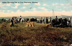 CARTOLINA INDIANI RACCOLTA AVENA SU CORVO RISERVA MNTANA - Foto 1 di 2
