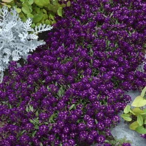 Alyssum Samen, 300 Alyssum marine VIOLETTE KÖNIGIN Samen, Lobularia lila -617 - Bild 1 von 2