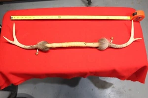 reproduktion tanzstock - Bild 1 von 1