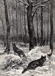 Caza de lobos, lobos dando vueltas a medida que se acercan los cazadores, impresión antigua grande de la década de 1880 - Imagen 1 de 3