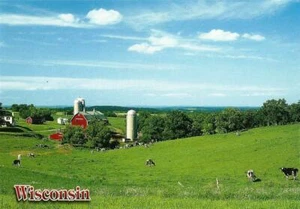 Postcard Wisconsin Holstein Cows & Dairy Farm MINT Unused  - Picture 1 of 1