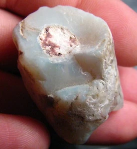O&co Fossile pipe belemnite Coober Pedy australie collection cadeau noël 64.1cts - Imagen 1 de 6