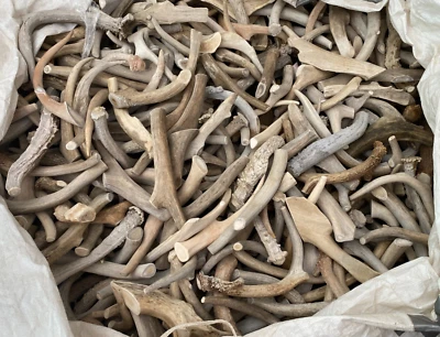 8.5–12" Deer Antlers – C-Grade, Dog Chews or Knife Blanks, Natural Shed, 3 Pcs - Image 1 of 4