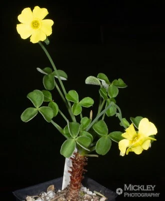 Oxalis mirbellii (=O. megalorrhiza, O. carnosa) - Acedera Bonsai, 1 planta Foto 1 de 3