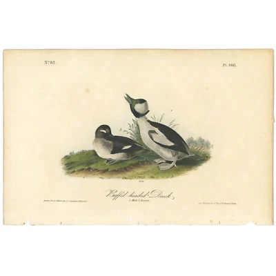 Audubon Birds Octavo 1st Ed 1840 h/c lithograph Pl 408 Buffel-headed Duck - Image 1 of 2