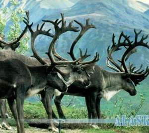 Alaskan Caribou Herb Below The Mountains Rangifer Tarandus AK Postcard - Picture 1 of 4