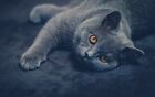 Russian Blue Cat Animal Framed Canvas Wall Art 30X18 Inch