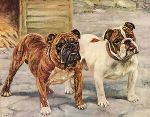 English Bulldog Named Dogs Old Dog Colour Art Print Page From 1934 By F. T. Daws
