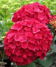 High Quality 5 Red Hydrangea Seeds Perennial Hardy Garden Shrub Bloom Flower