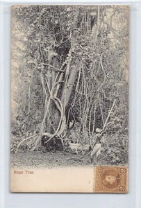 TRINIDAD - Rope Tree - Publ. unknown - Picture 1 of 2