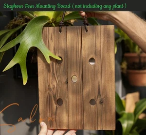 Wood Backing Mounting Board - For Platycerium  Plaque Staghorn Fern -Rustic Wall - Picture 1 of 10